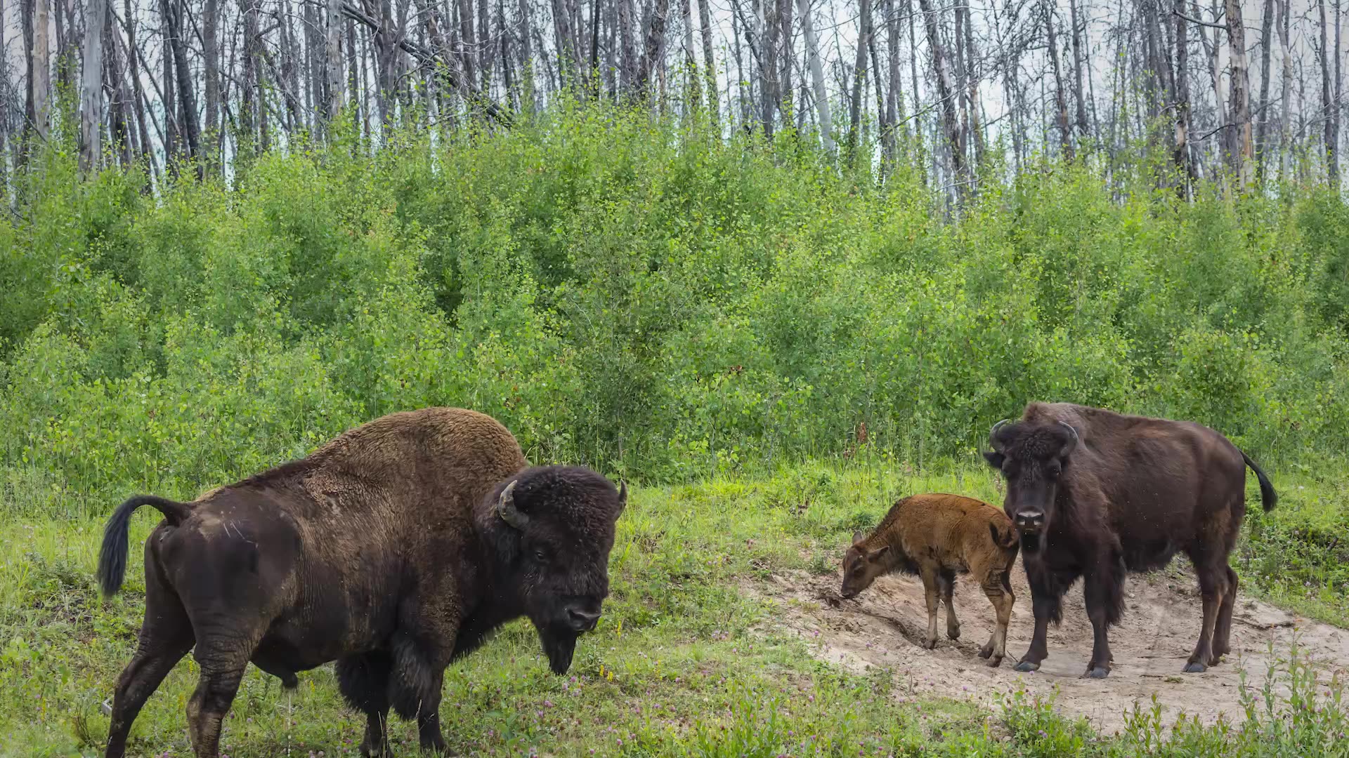 Bison in Wood Buffalo National Park